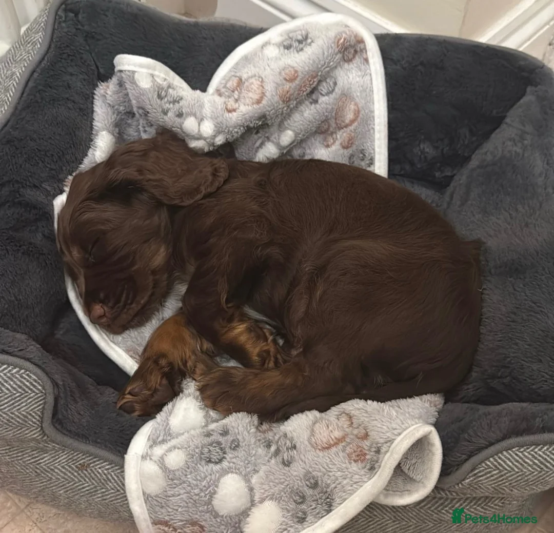Cockapoo dogs for sale: 🐾 Meet Saxon (Sax) 9 Month Old Cockapoo 🐾  - Advert 9