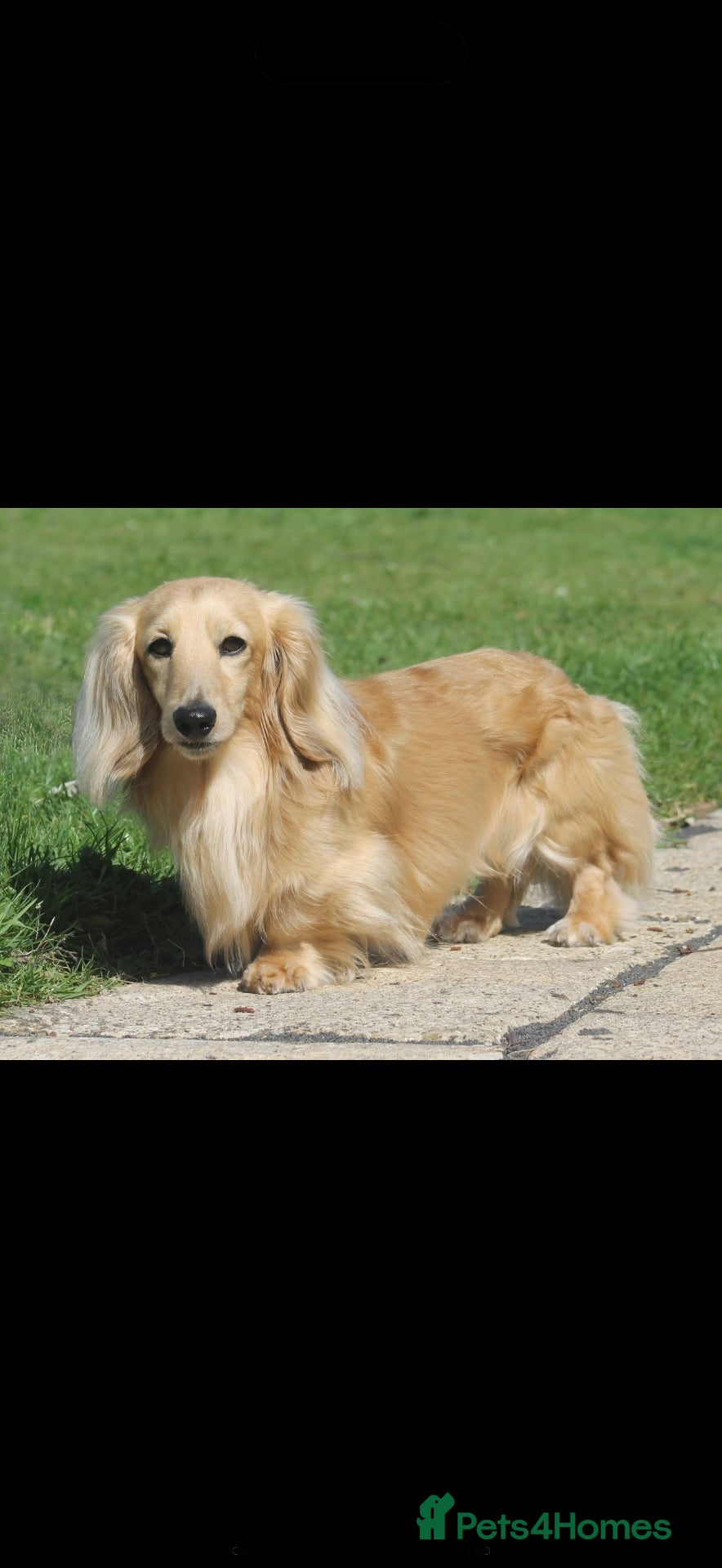 Miniature Dachshund dogs 5 of the most gorgeous Cream Dachshunds! - Advert 2