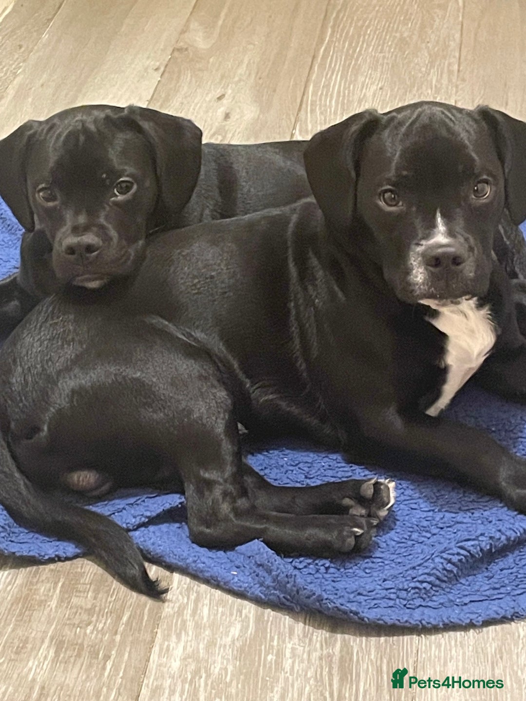 Mixed Breed dogs for sale: Ronnie and Reggie  - Advert 1