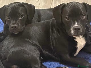 Mixed Breed dogs Ronnie and Reggie - Advert 15