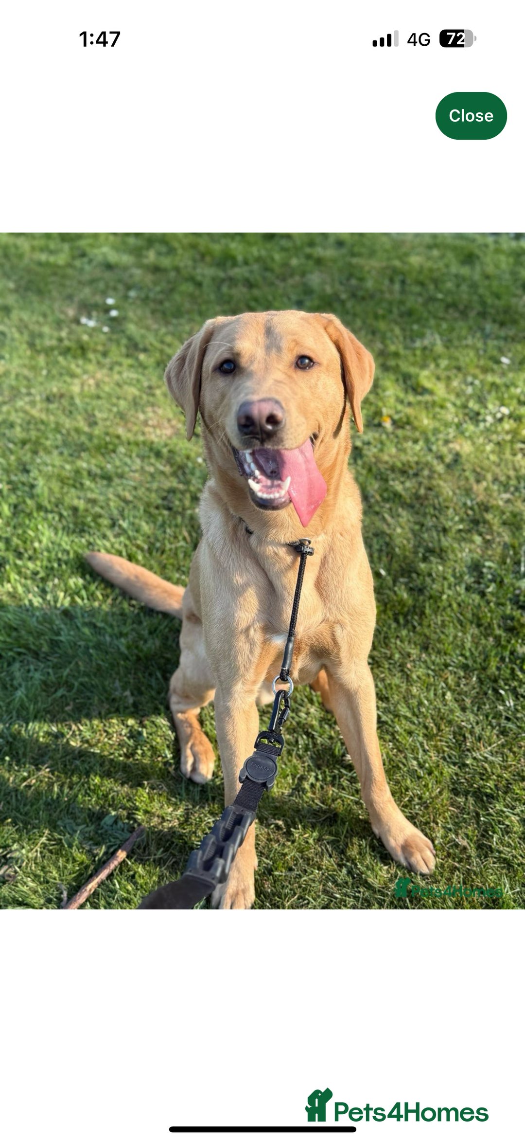 Labrador Retriever dogs for sale: Labrador Puppies available  - Image 3