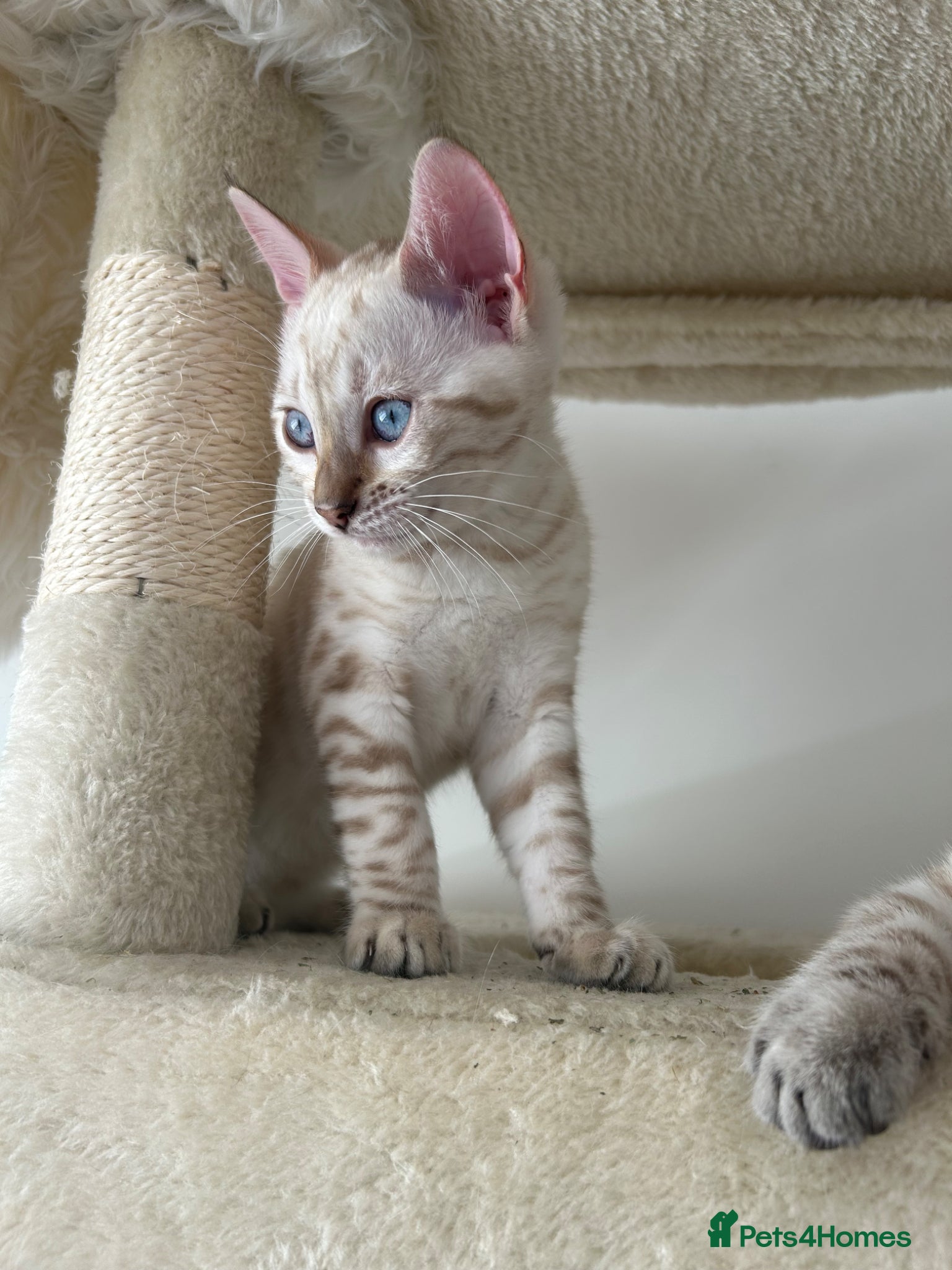 Bengal Kitten 2