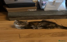 Maine Coon cats for sale: Maine Coon Kittens  - Image 23