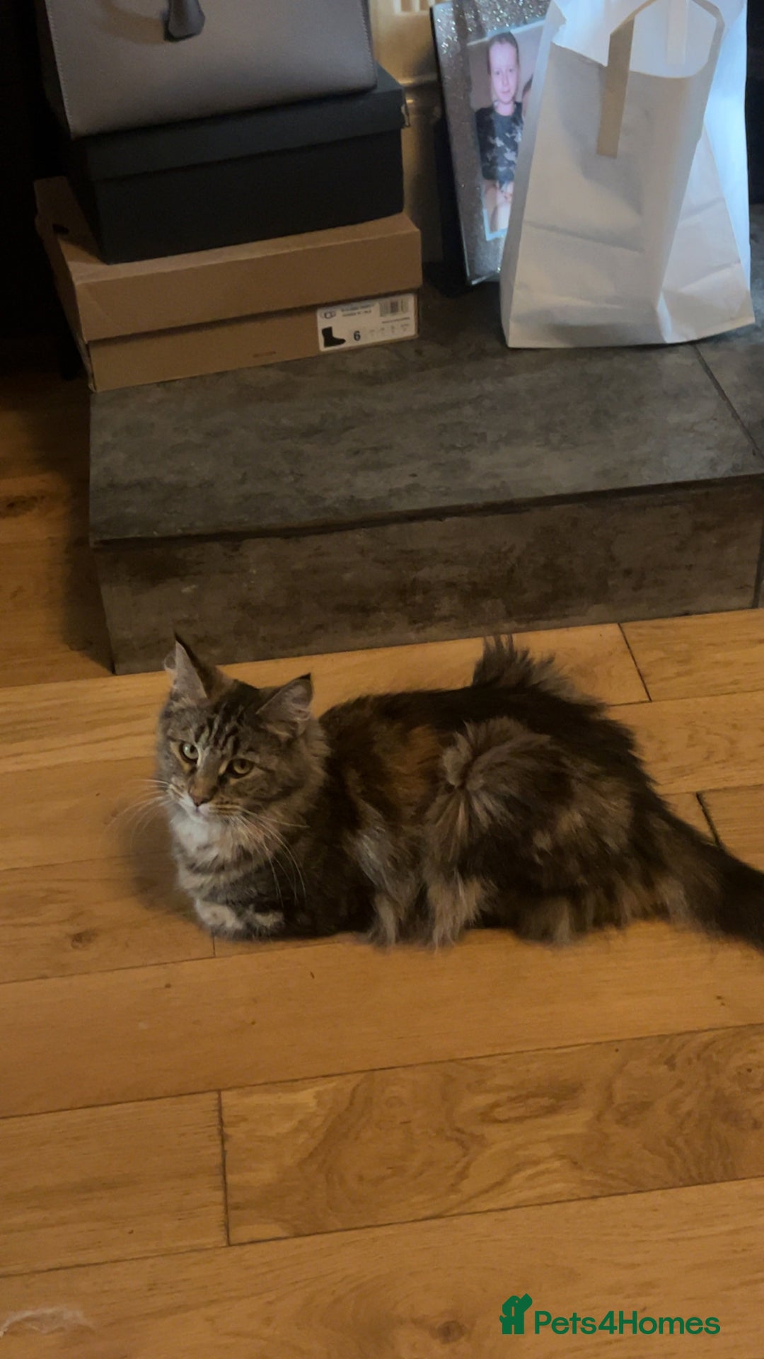 Maine Coon cats for sale: Maine Coon Kittens  - Image 23