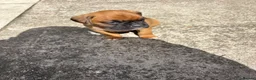 Boxer dogs for sale: Boxer  in Mexborough - Advert 3