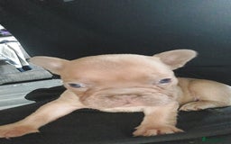 French Bulldog dogs for sale: 9 week old frenchie puppies  - Image 2