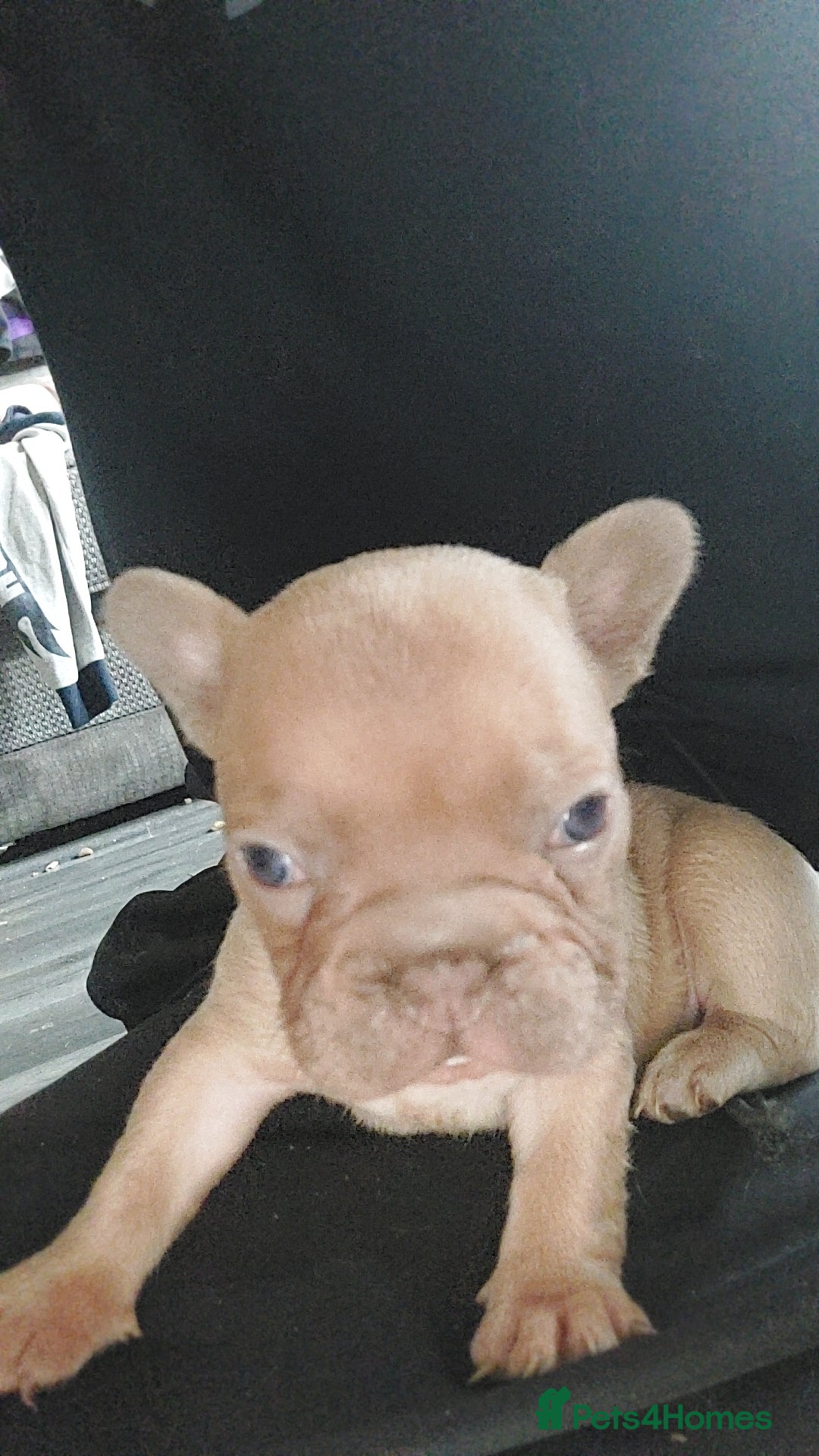 French Bulldog dogs for sale: 9 week old frenchie puppies  - Image 2