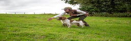 English Springer Spaniel dogs for stud: DNA Tested & Hip/Elbow scored Springer - Bryn in Carmarthen - Advert 7