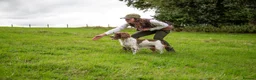 English Springer Spaniel dogs for stud: DNA Tested & Hip/Elbow scored Springer - Bryn in Carmarthen - Advert 7