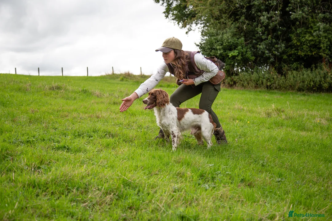 English Springer Spaniel dogs for stud: DNA Tested & Hip/Elbow scored Springer - Bryn in Carmarthen - Advert 7