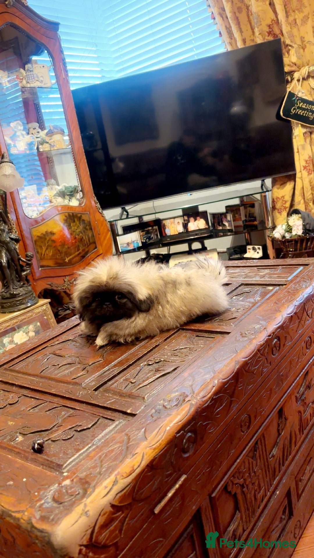 Pekingese dogs for sale: Stunning Pekingese puppies  - Advert 5