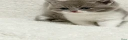 British Shorthair cats for sale: British shorthair kittens  - Advert 15