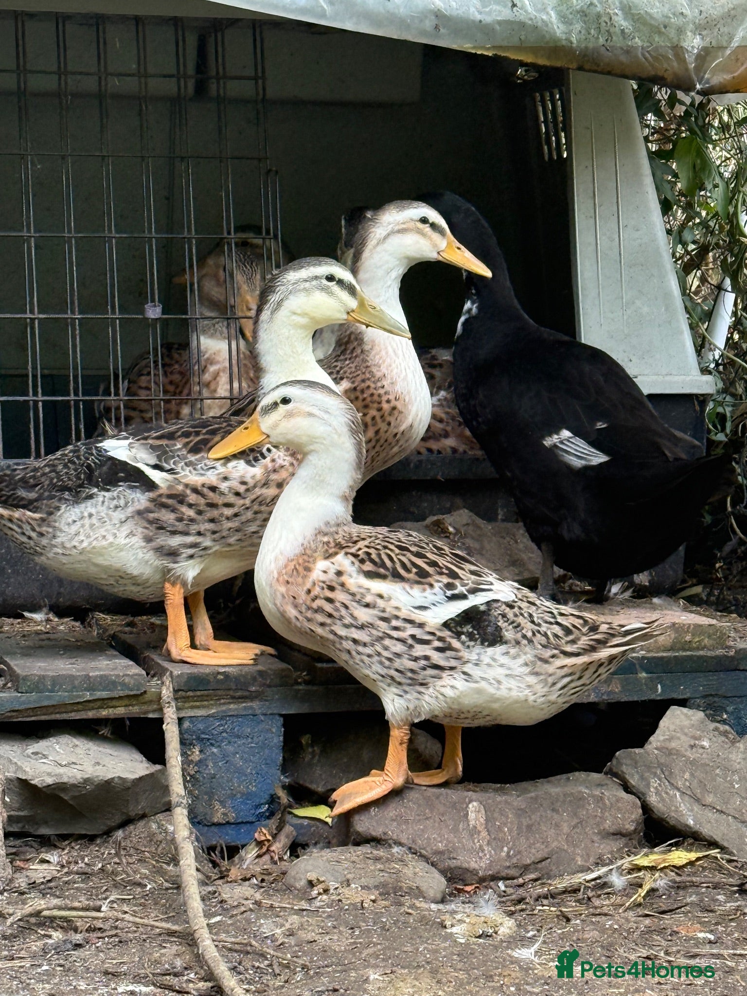 Ducks poultry Silver Appleyard - Advert 2