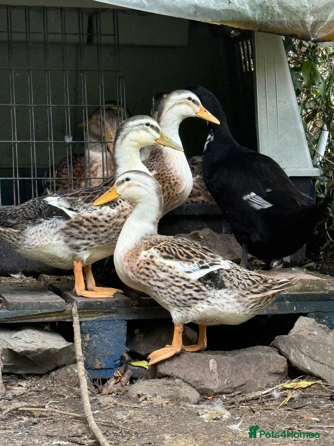 Ducks poultry for sale: Silver Appleyard in Innerleithen - Advert 1