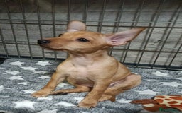 Miniature Pinscher dogs for sale: Miniature Pinscher puppies  - Image 5
