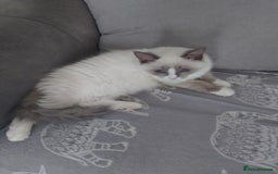 Ragdoll cats for sale: Female Ragdoll for sale - Image 2