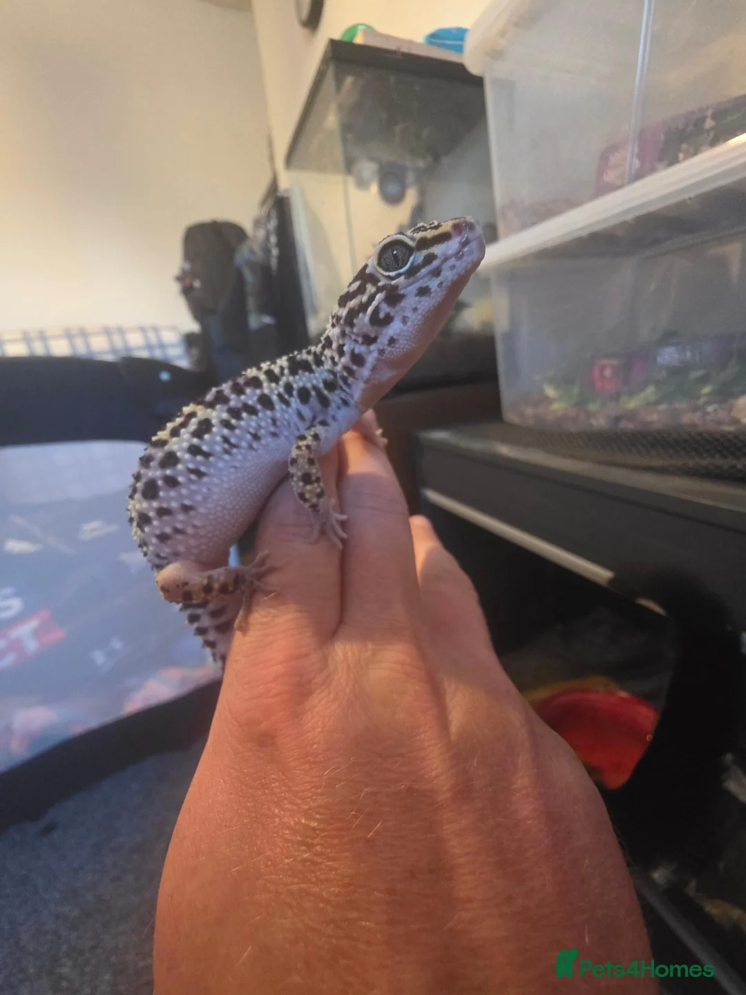 Leopard Gecko reptiles for sale: friendly leopard gecko looking for a loving home - Advert 2