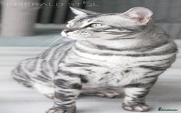 Bengal cats for sale: TICA Registered Silver Bengal Pair - Image 22