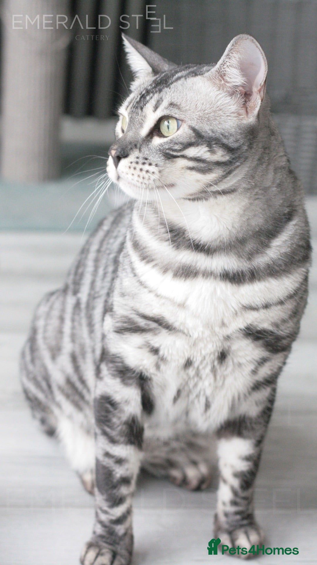 Bengal cats for sale: TICA Registered Silver Bengal Pair - Image 22