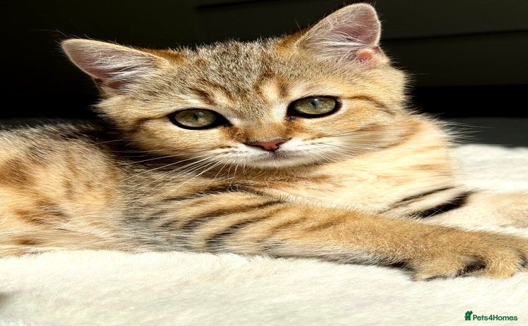 Scottish Fold cats - Advert 2