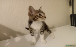 Tibetan cats for sale: Tabby kitten for sale - Image 4