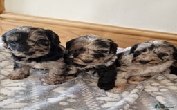 Cockapoo dogs for sale: F1 show type miniature cockapoo  - Image 9