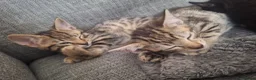 Mixed Breed cats for sale: 2 litters of 2 mommy in Preston - Advert 3