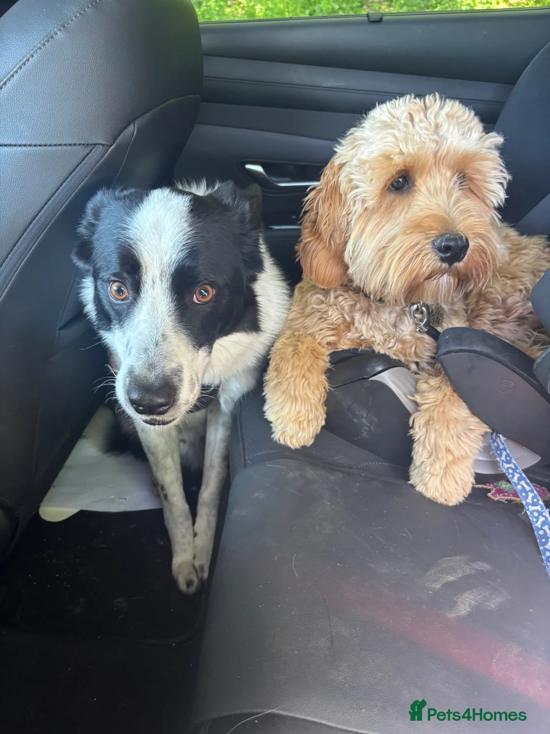 Border Collie dogs for sale: Beloved Border Collie  - Advert 9