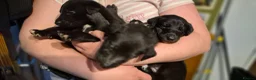 Lurcher dogs for sale: Bull lurcher puppys  - Advert 11