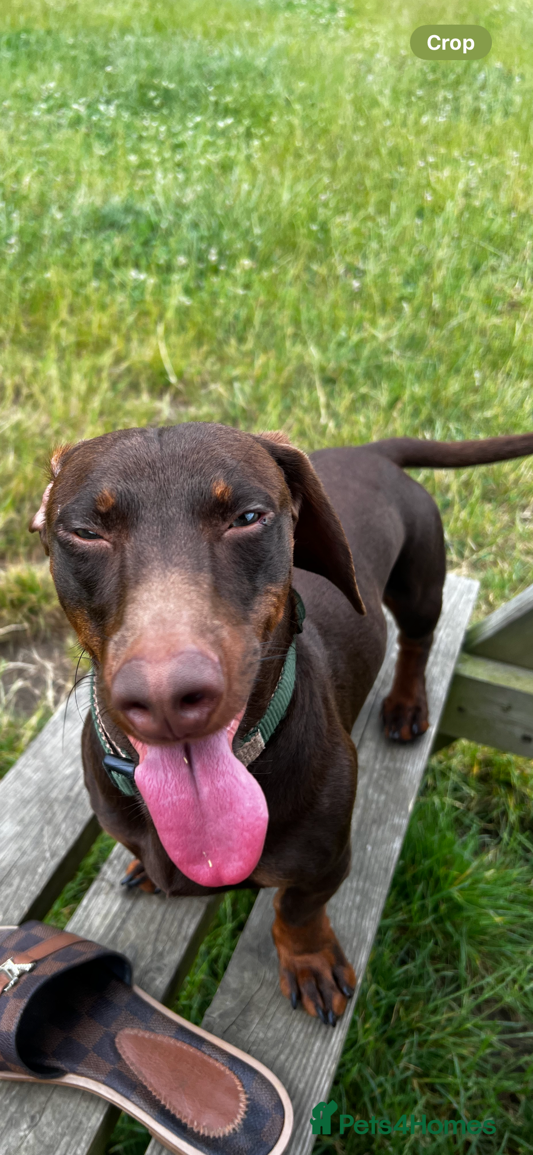 Dachshund dogs for stud: Doddie choc and tan dachshund - Image 7