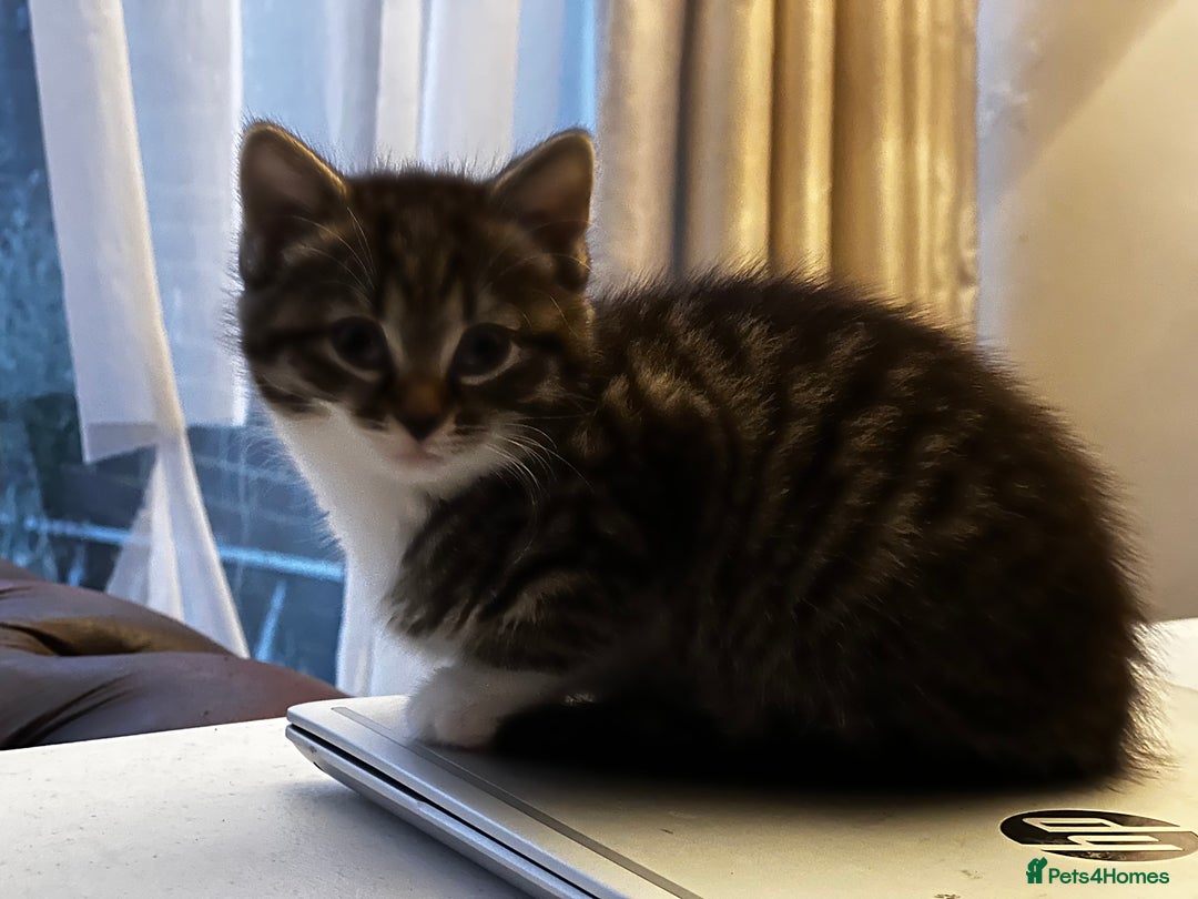 American Shorthair cats for sale: Adorable Tabby Kittens – Ready for Forever Homes - Advert 12