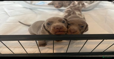 Miniature Dachshund dogs - Advert 9