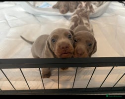 Miniature Dachshund dogs - Advert 9