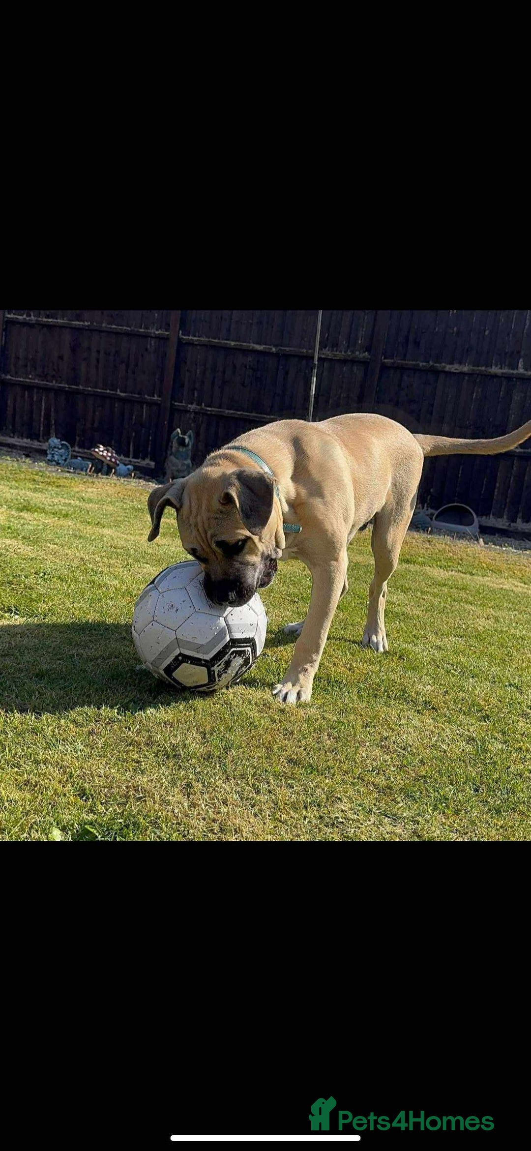 Mixed Breed dogs for sale: Meet scooby - Image 4