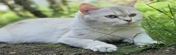 British Shorthair cats for sale: Beautiful White British Shorthair adorable Kittens - Advert 8