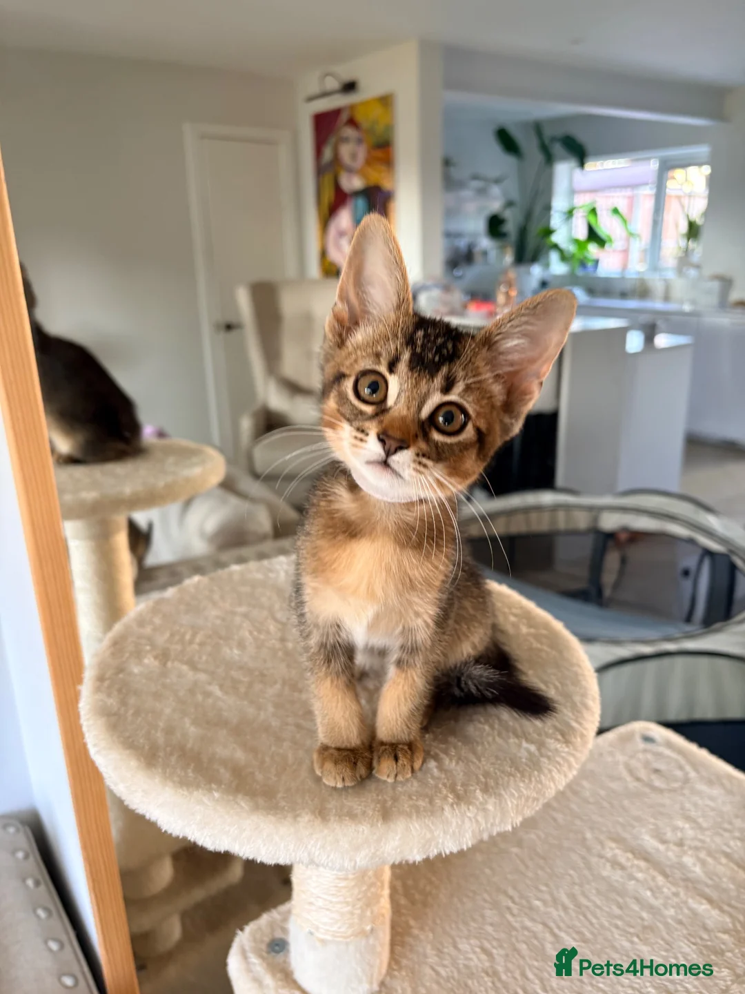 Mixed Breed cats for sale: Two Beautiful Abyssinian Cross Girls - Advert 1