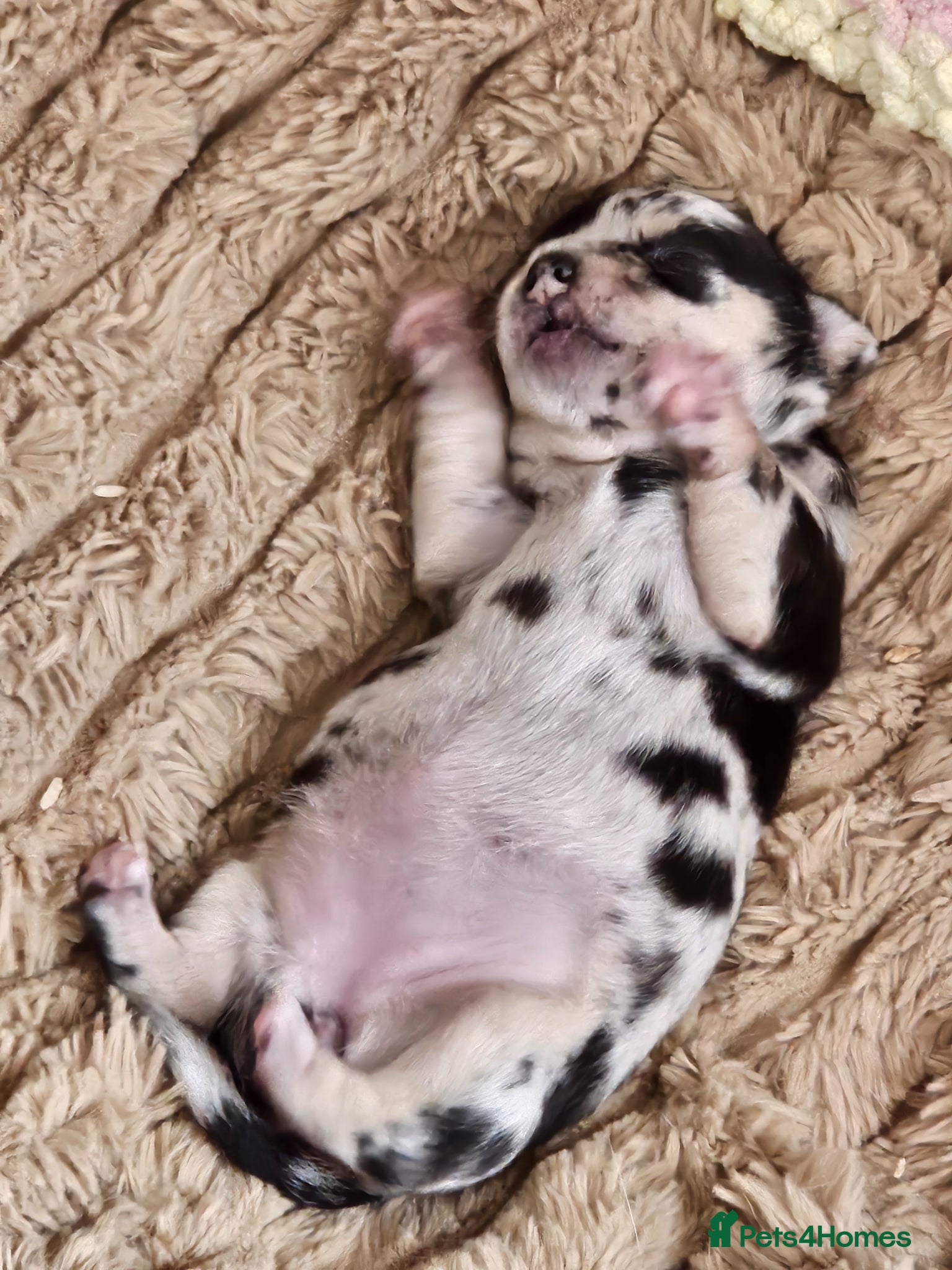 Chihuahua dogs Stunning female merle Chihuahua  - Advert 17