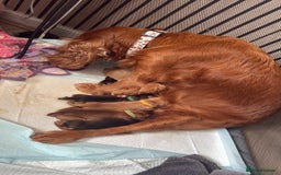 Cocker Spaniel dogs for sale: Gorgeously adorable Show Cocker Spaniels - Advert 12