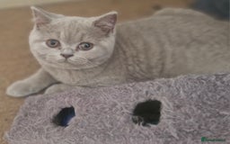 British Shorthair cats for sale: Beautiful BSH (2 Males & 2 Females, Blue & Lilac) - Image 31