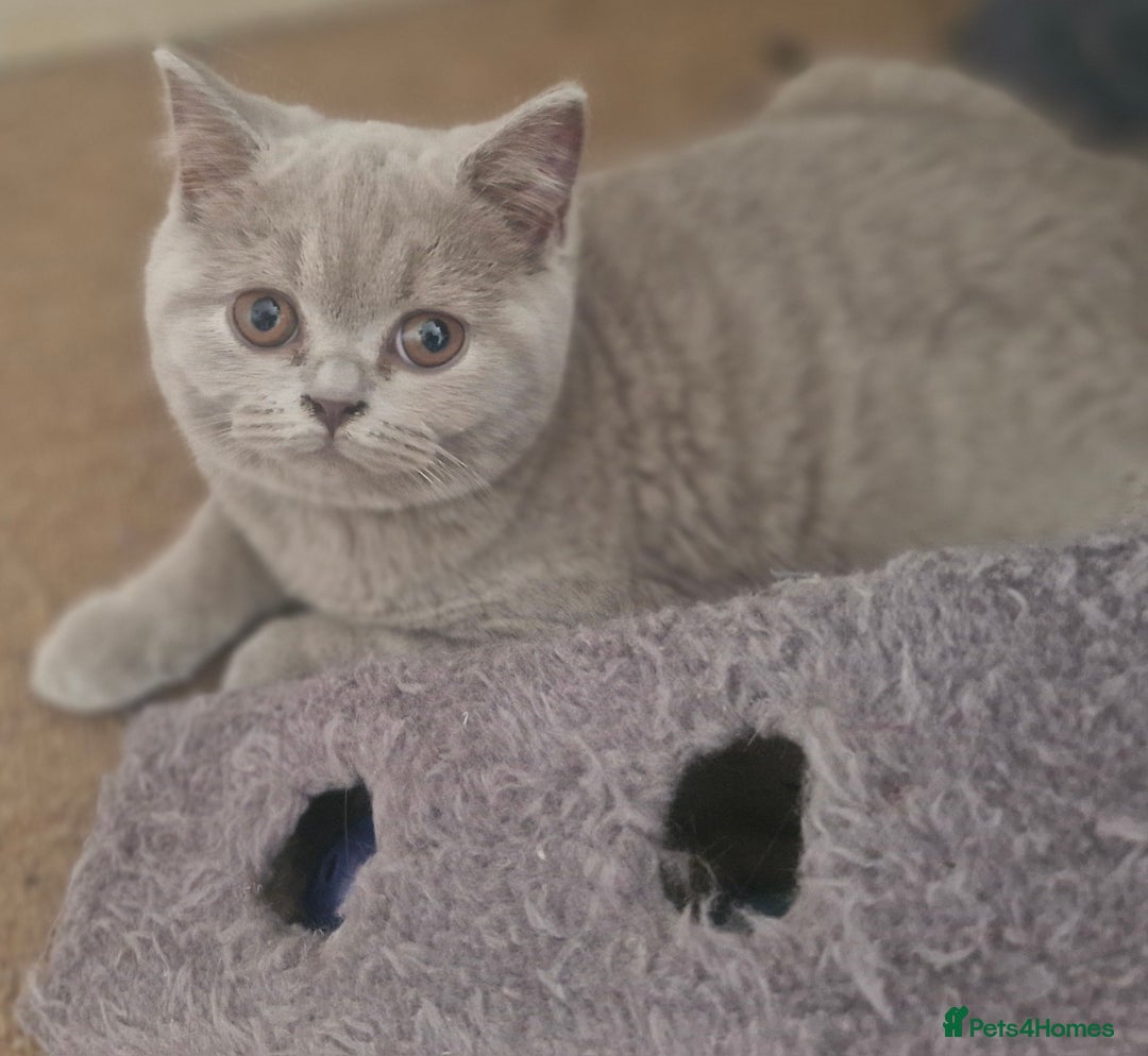 British Shorthair cats for sale: Beautiful BSH (2 Males & 2 Females, Blue & Lilac) - Image 31