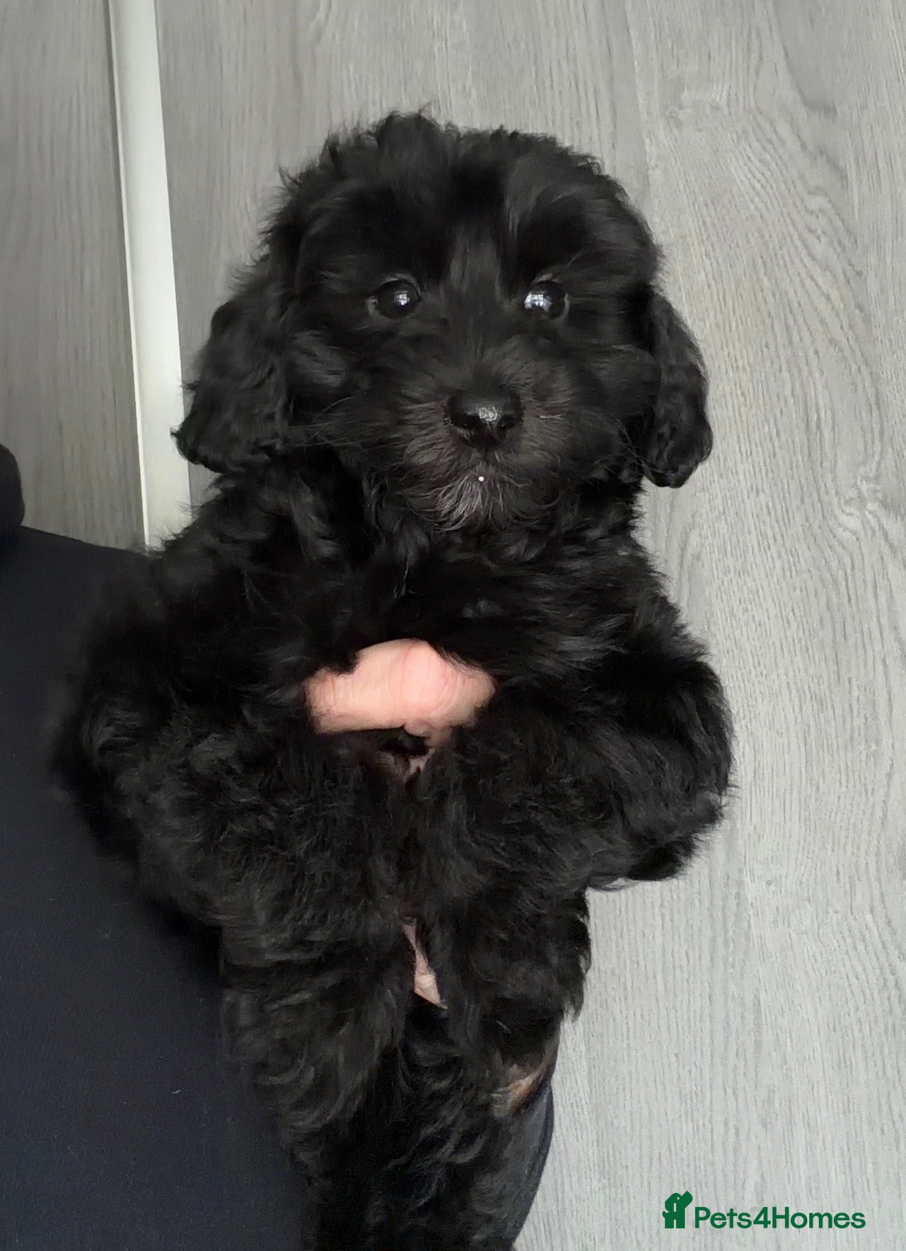 Toy Poodle dogs 🩷💙Beautiful Toy Poodle Puppies💙🩷 - Advert 1