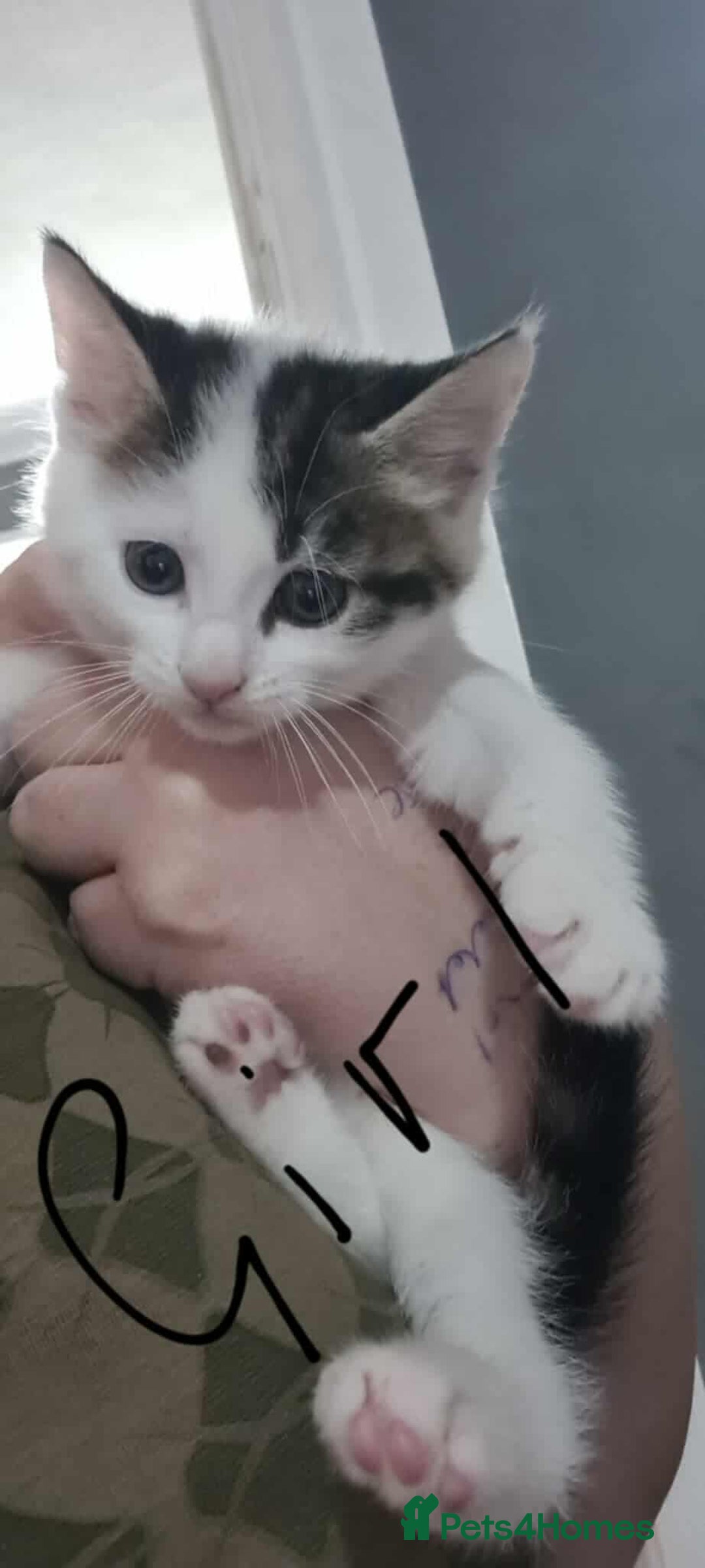 British Shorthair cats for sale: Playful kittens  - Image 3
