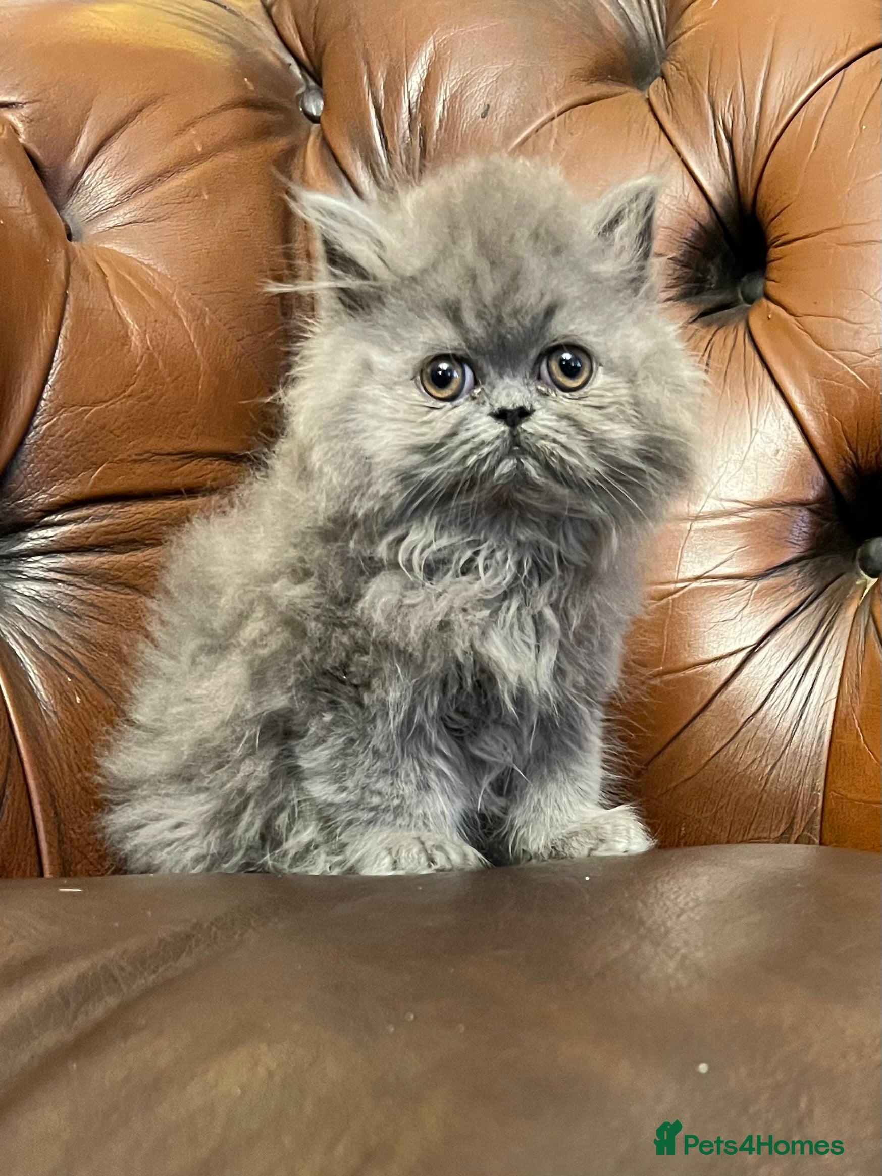 Persian cats Stunning blue and rare lilac Persian kittens  - Advert 5