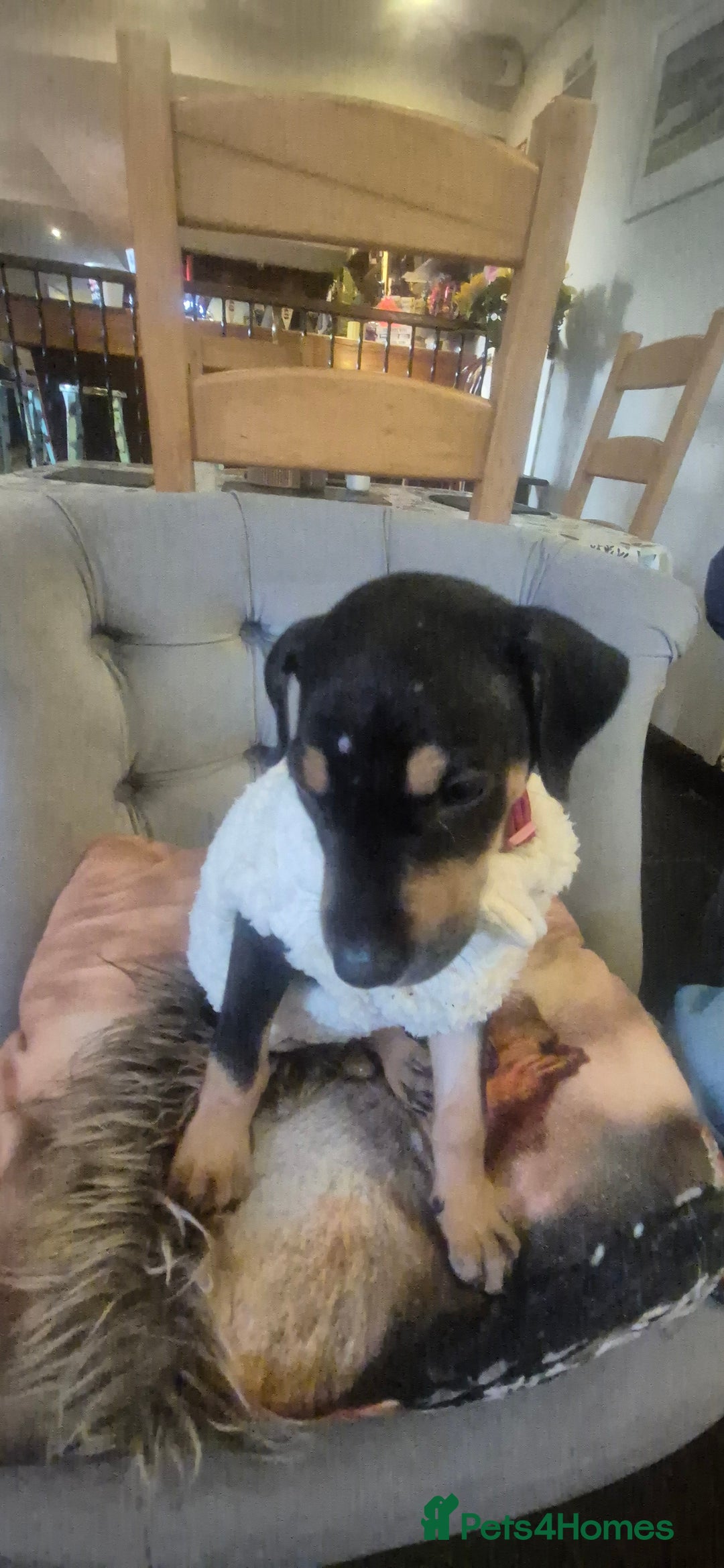 Mixed Breed dogs for sale: Doberman female x puppy - Image 4