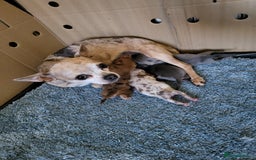 Chihuahua dogs for sale: 4 beautiful merle chihuahuas - Image 14