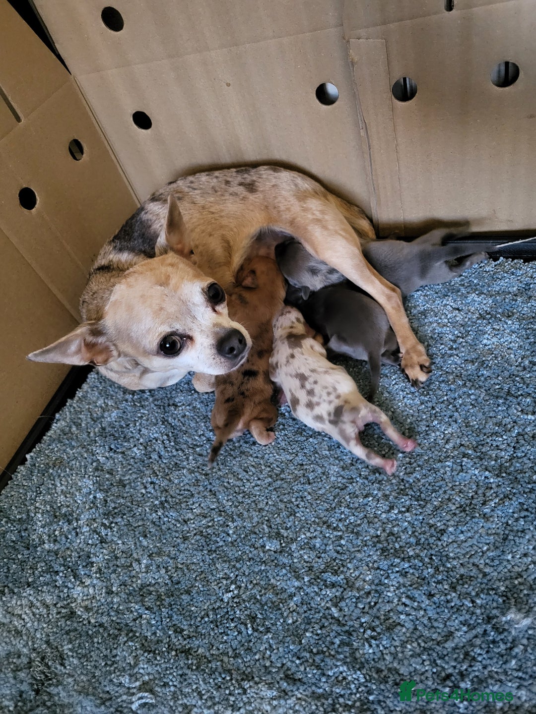 Chihuahua dogs for sale: 4 beautiful merle chihuahuas - Image 14