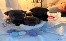 Cane Corso dogs for sale: Pure Cane Corso’s 🐶 - Advert 1