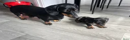 Dachshund dogs for sale: Dapple Dachshund in Hyde - Advert 14