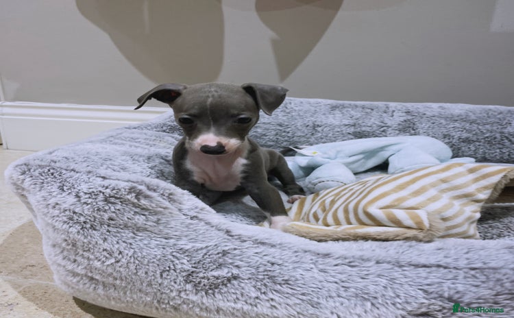 Italian Greyhound dogs - Advert 1