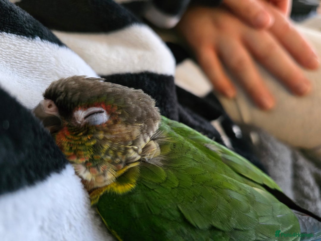 Parakeets birds for sale: Green Cheeked Conure. - Image 9